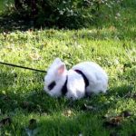 うさぎがブルブルと震えている うさぎが震える理由は 病気やケガの可能性は うさぎとの暮らし大百科 うさぎがブルブルと震えている うさぎが震える理由は 病気やケガの可能性は うさぎとの暮らし大百科