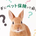 うさぎのうんちが出ない は危険信号 うさぎとうんちの関係は うさぎとの暮らし大百科 うさぎのうんちが出ない は危険信号 うさぎとうんちの関係は うさぎとの暮らし大百科