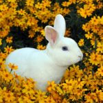 太ってるかも うさぎの肥満はどう見極める 肥満の原因とリスク 対策も うさぎとの暮らし大百科