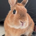 うさぎの歯根膿瘍 しこんのうよう ってどんな病気 原因や症状 治療法や予防法を徹底解説 うさぎとの暮らし大百科
