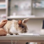 うさぎの歯根膿瘍 しこんのうよう ってどんな病気 原因や症状 治療法や予防法を徹底解説 うさぎとの暮らし大百科