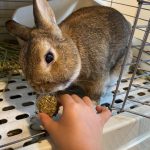 うさぎのうんちが出ない は危険信号 うさぎとうんちの関係は うさぎとの暮らし大百科