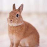 うさぎの歯根膿瘍 しこんのうよう ってどんな病気 原因や症状 治療法や予防法を徹底解説 うさぎとの暮らし大百科 うさぎの歯根膿瘍 しこんのうよう ってどんな病気 原因や症状 治療法や予防法を徹底解説 うさぎとの暮らし大百科