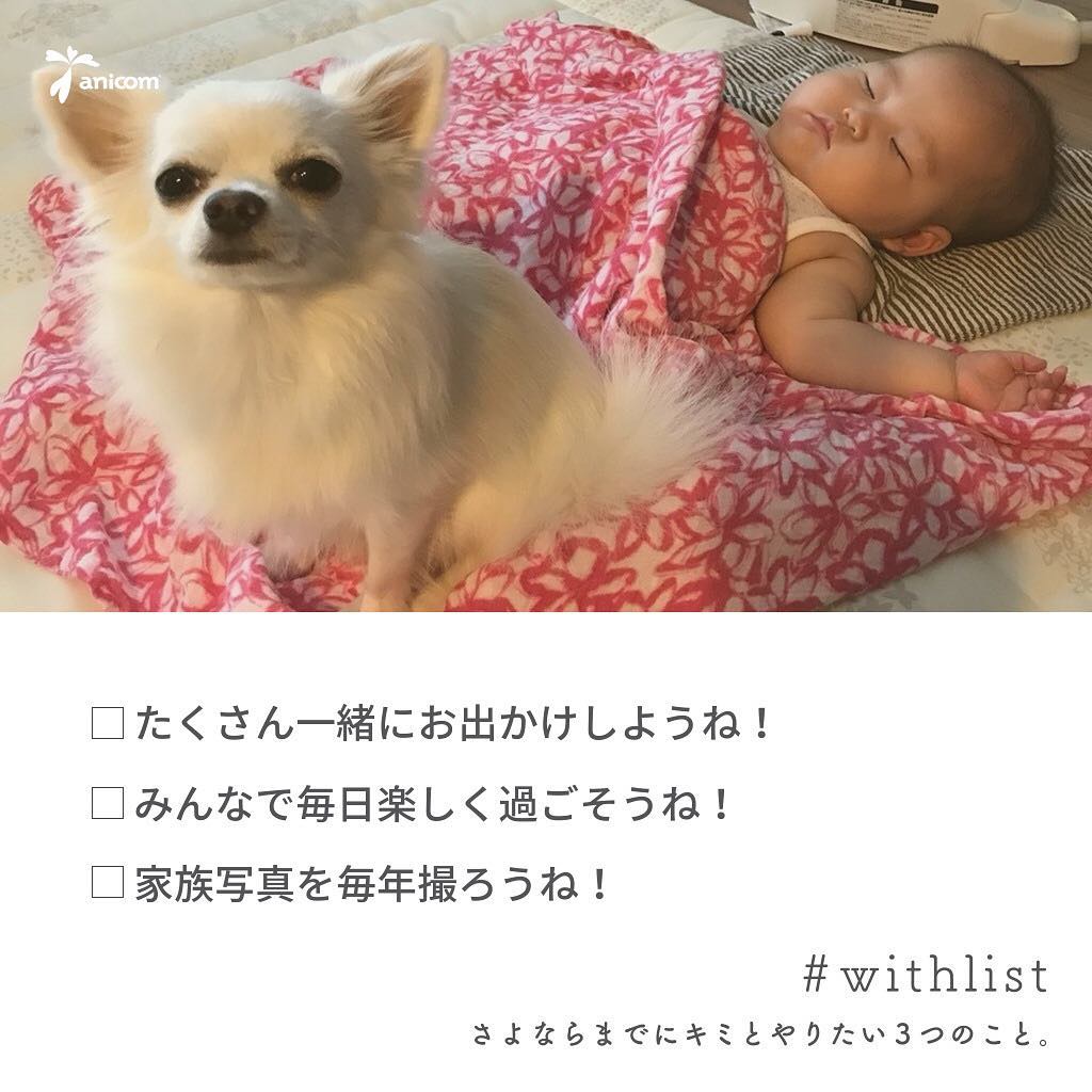 withlistさよならまでにキミとやりたい３つのこと│ペット保険のご契約