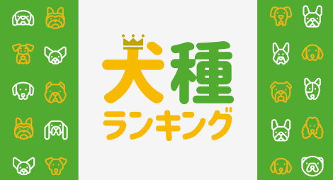犬種ランキング