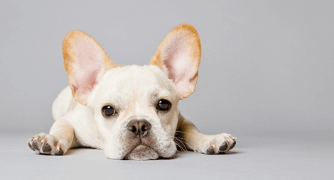 耳ケアプロジェクト